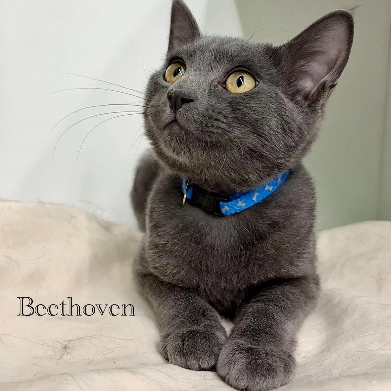 Beethoven image 3