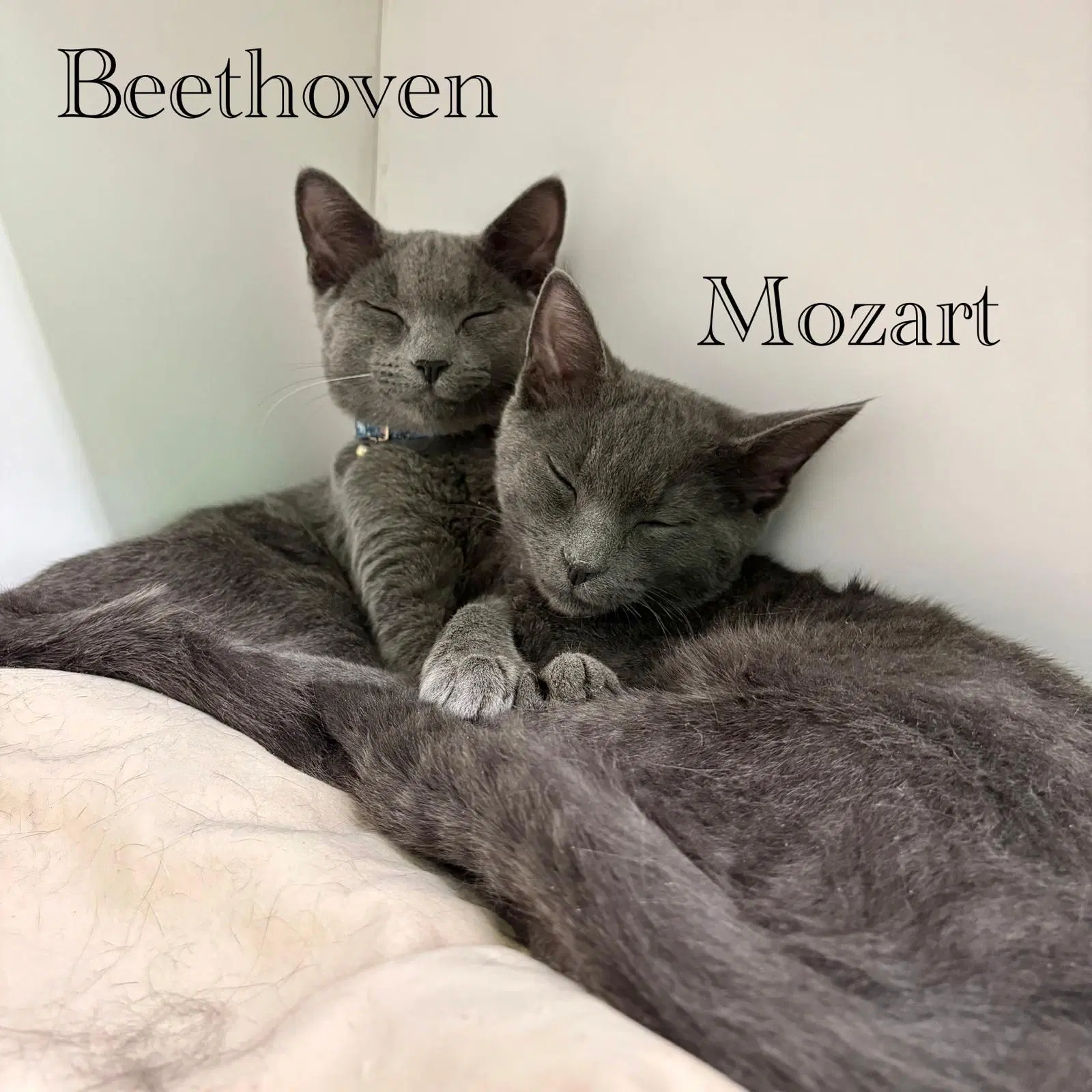 Beethoven image 4