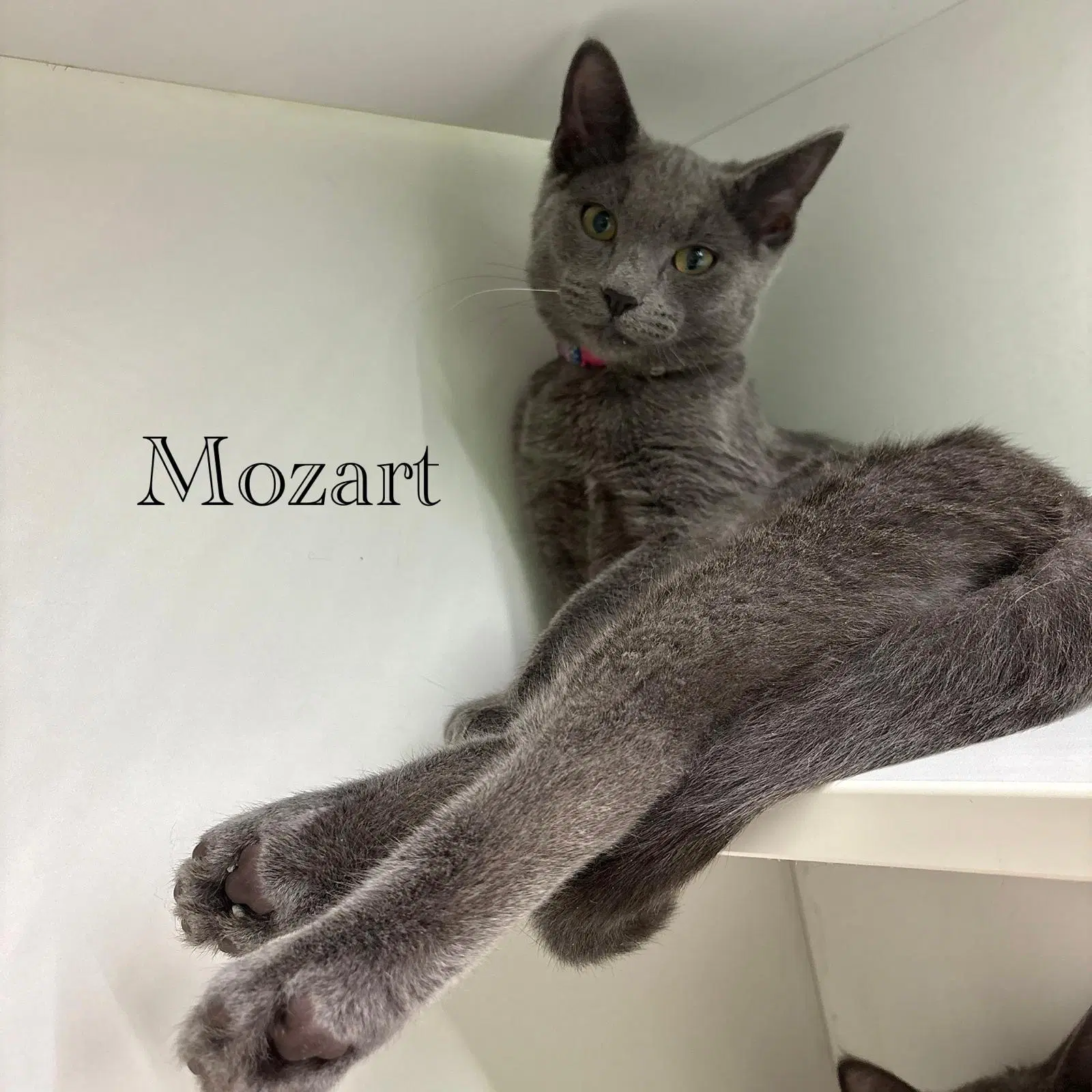 Mozart - Domestic Short Hair
