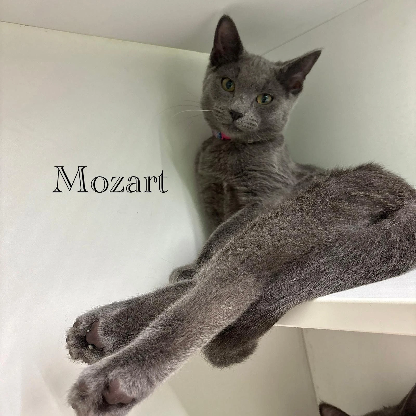 Mozart