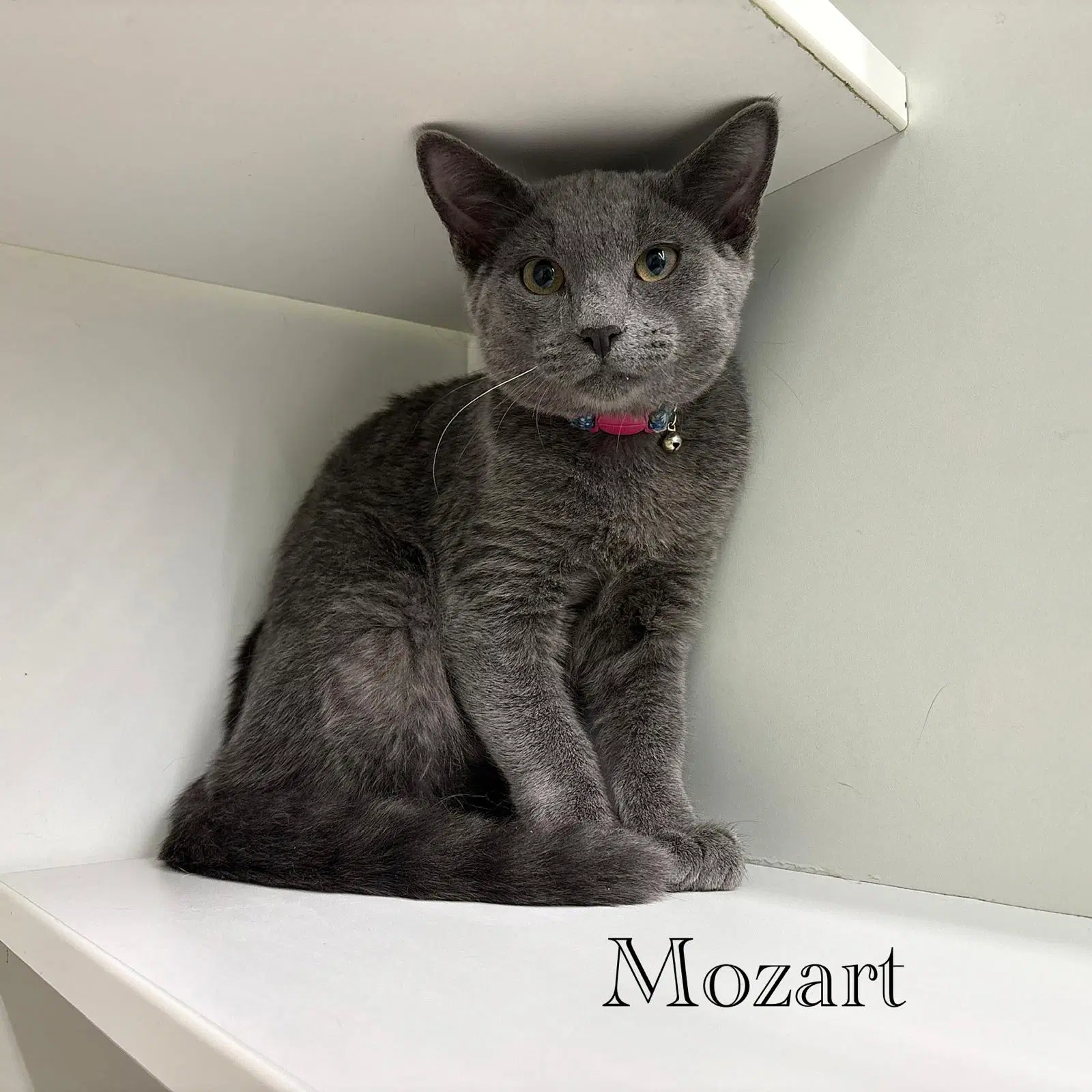 Mozart image 3