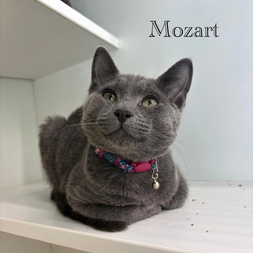 Photo 3 of Mozart