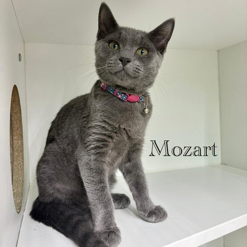 Photo 4 of Mozart