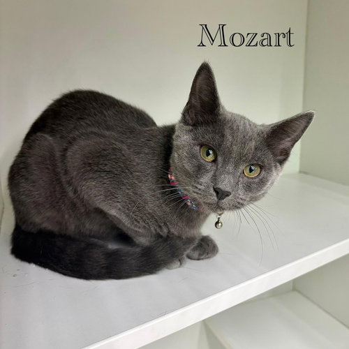 Photo 6 of Mozart