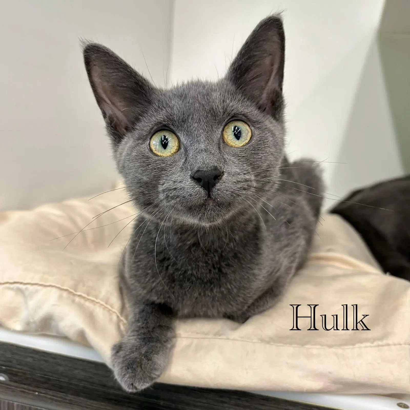 Hulk - Domestic Short Hair