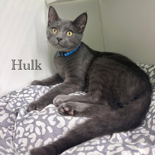 Photo 2 of Hulk
