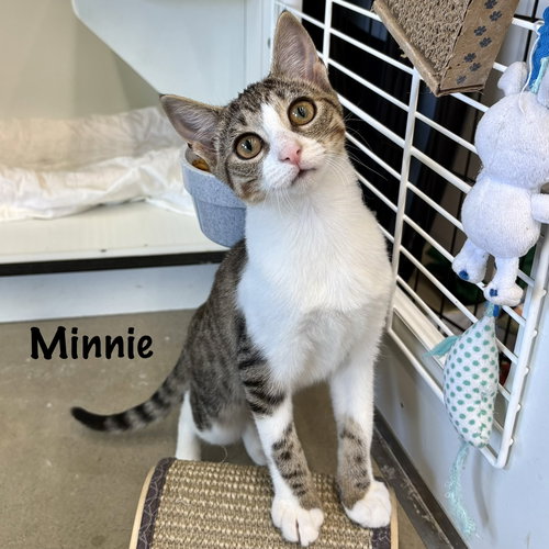 picture of the cat needing adoption