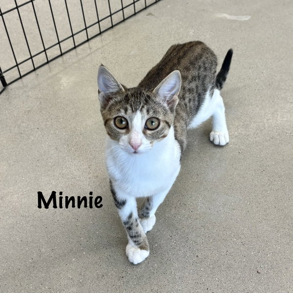 Minnie