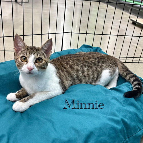 Minnie, a cat for adoption from Rescue Ridge