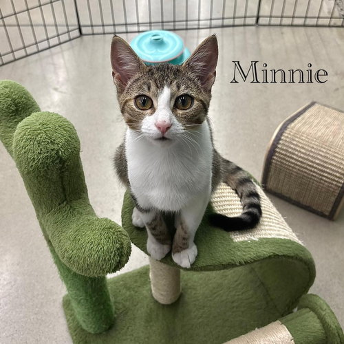 Photo 3 of Minnie