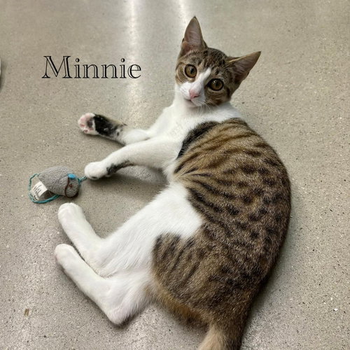 Photo 5 of Minnie