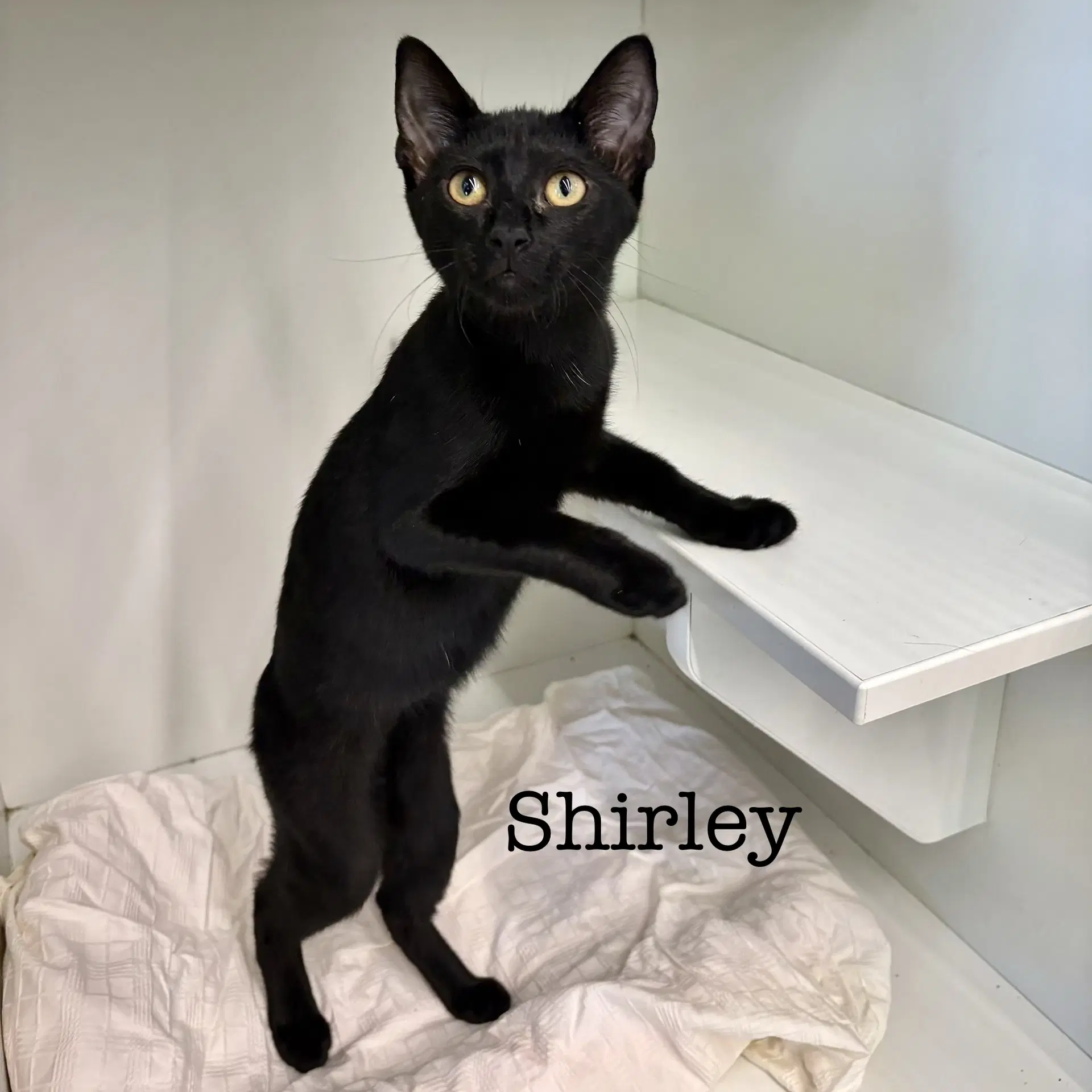 Shirley image 2