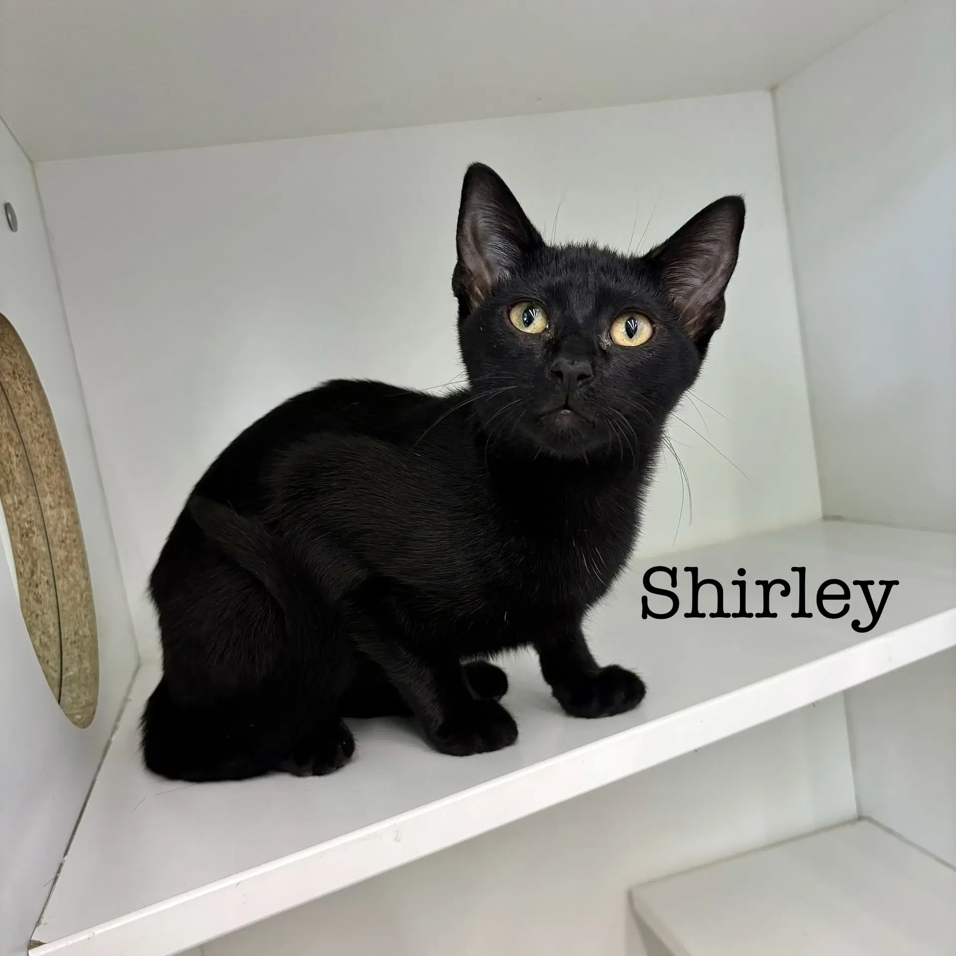Shirley image 3
