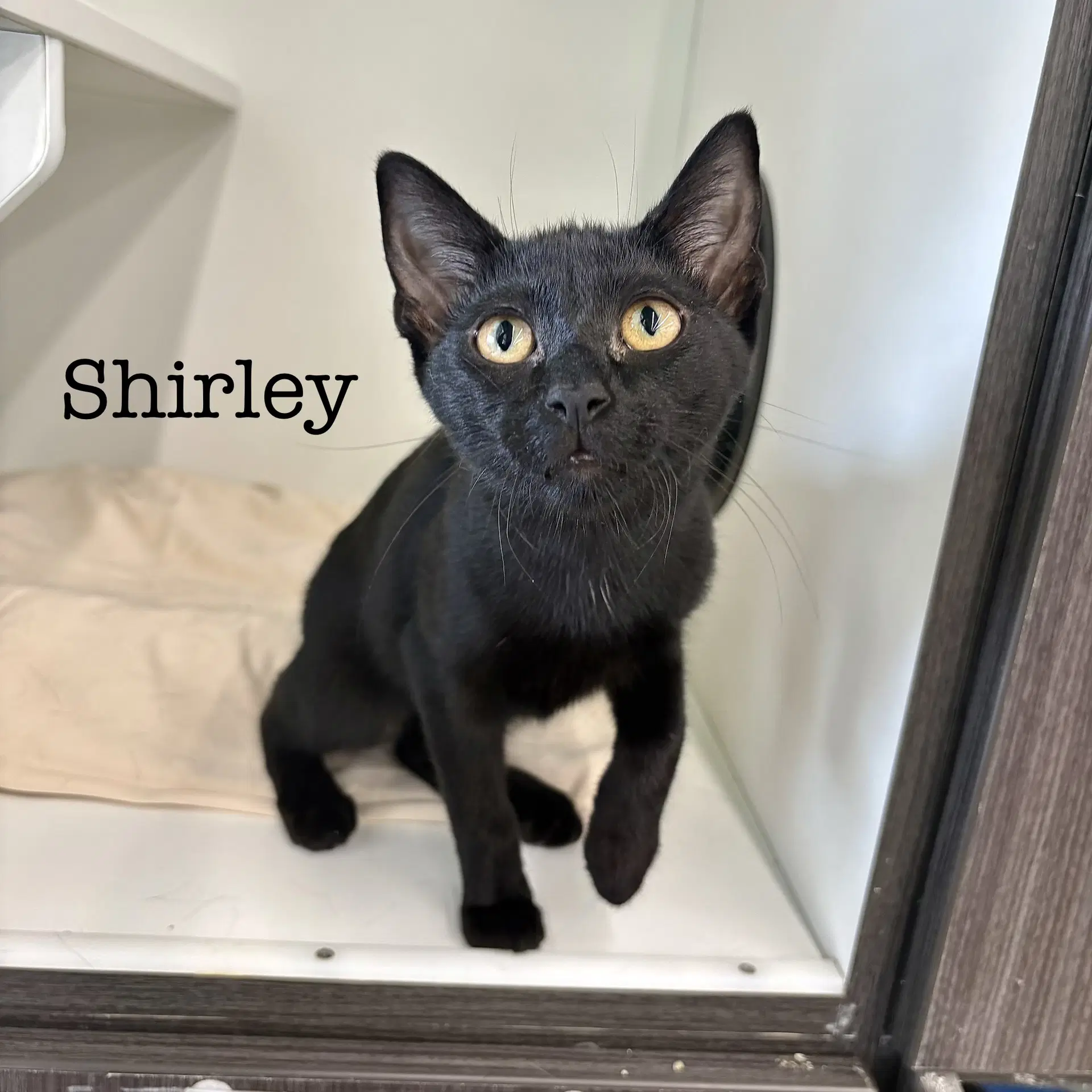 Shirley image 4