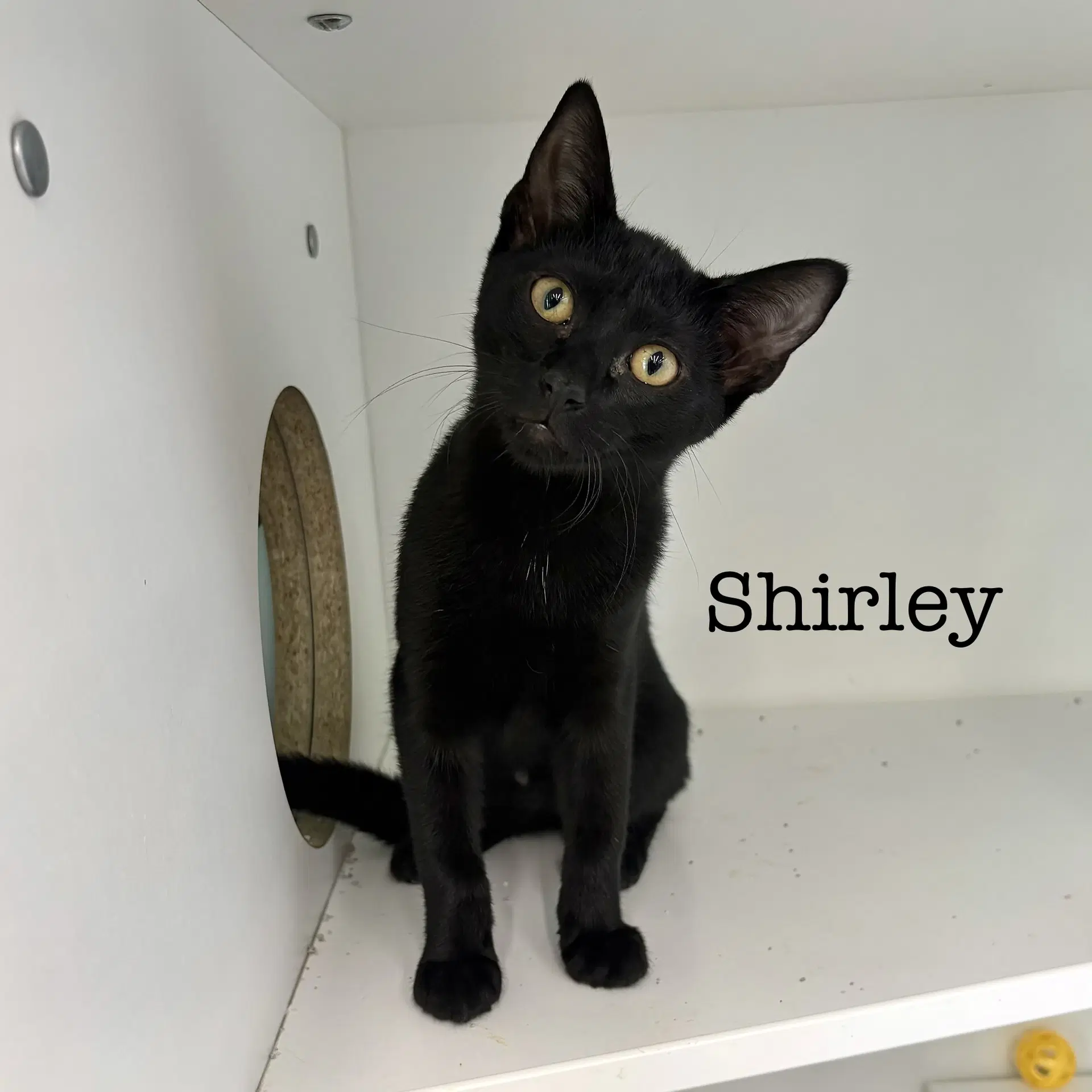 Shirley - Domestic Short Hair