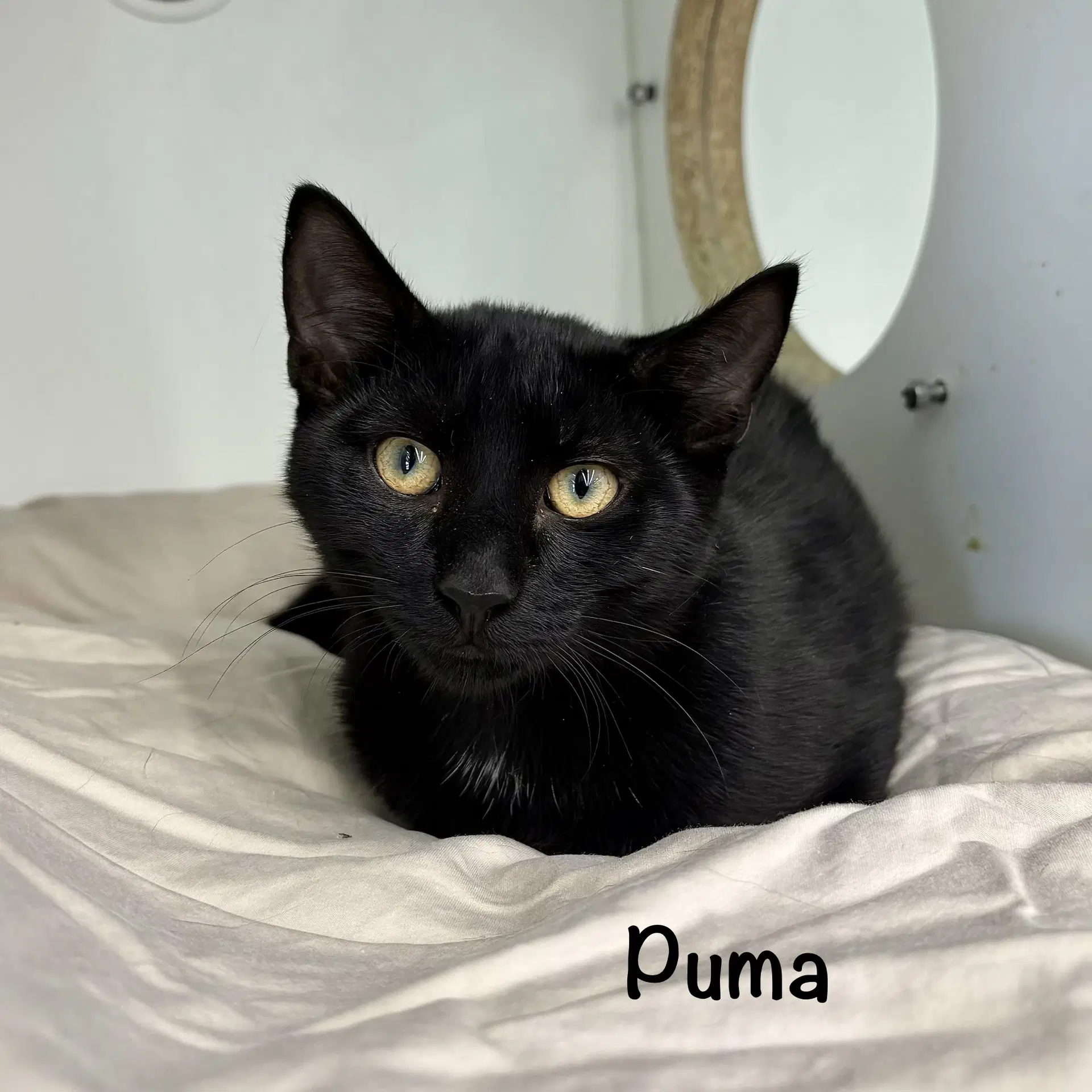 Puma - Domestic Short Hair