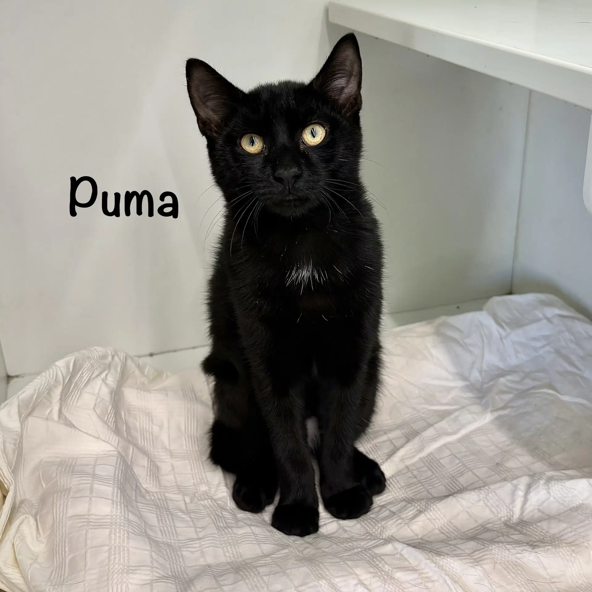 Puma image 2