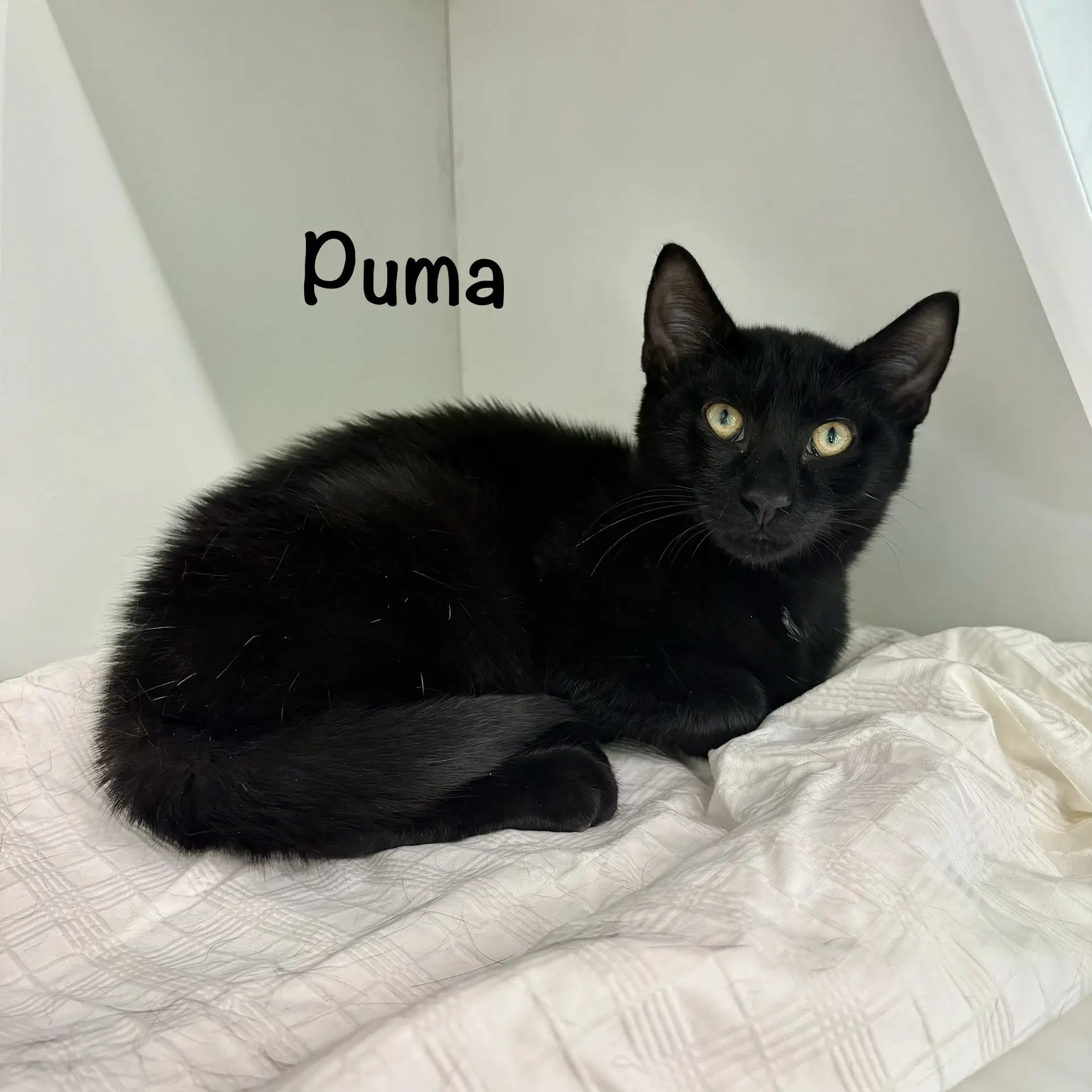 Puma image 3