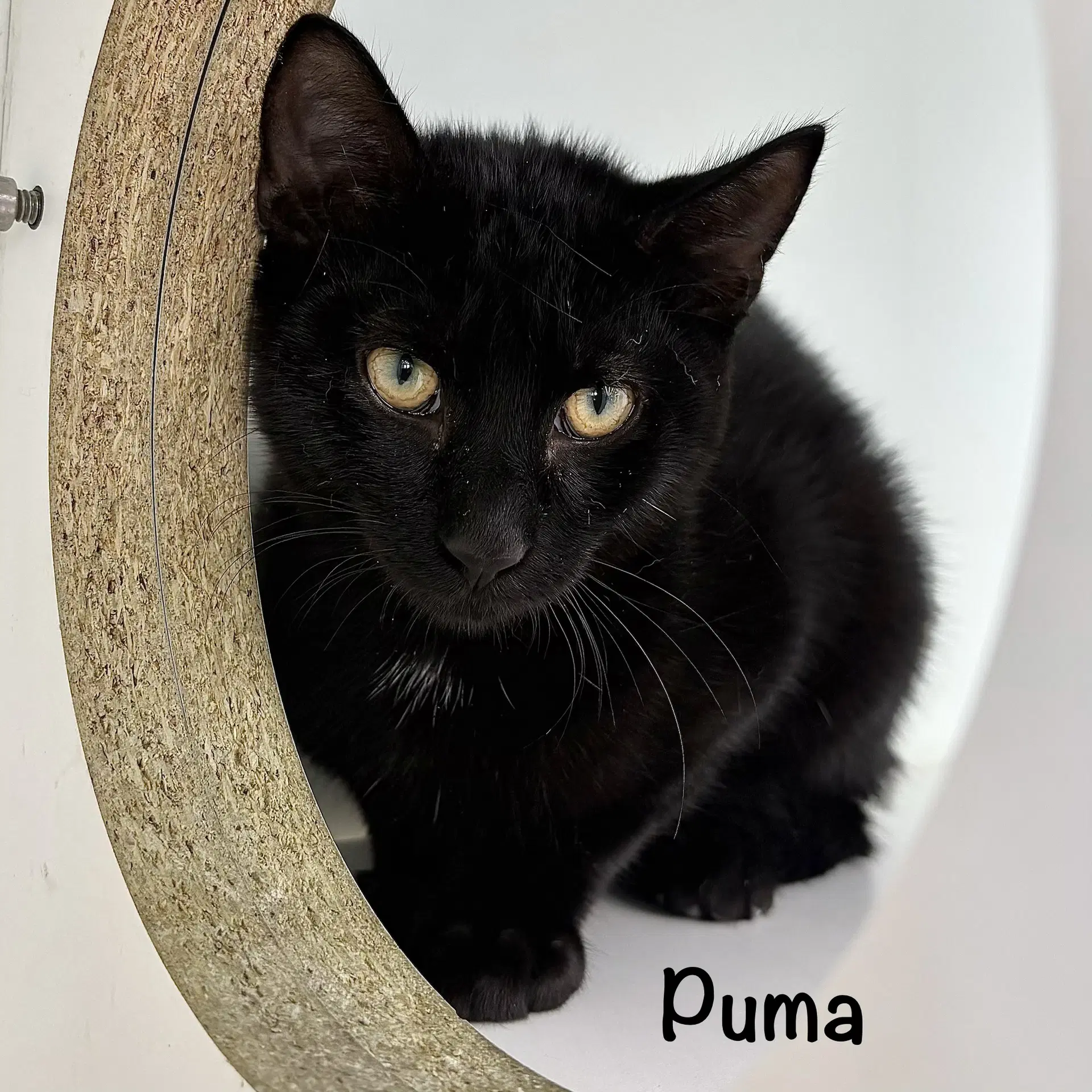 Puma image 4