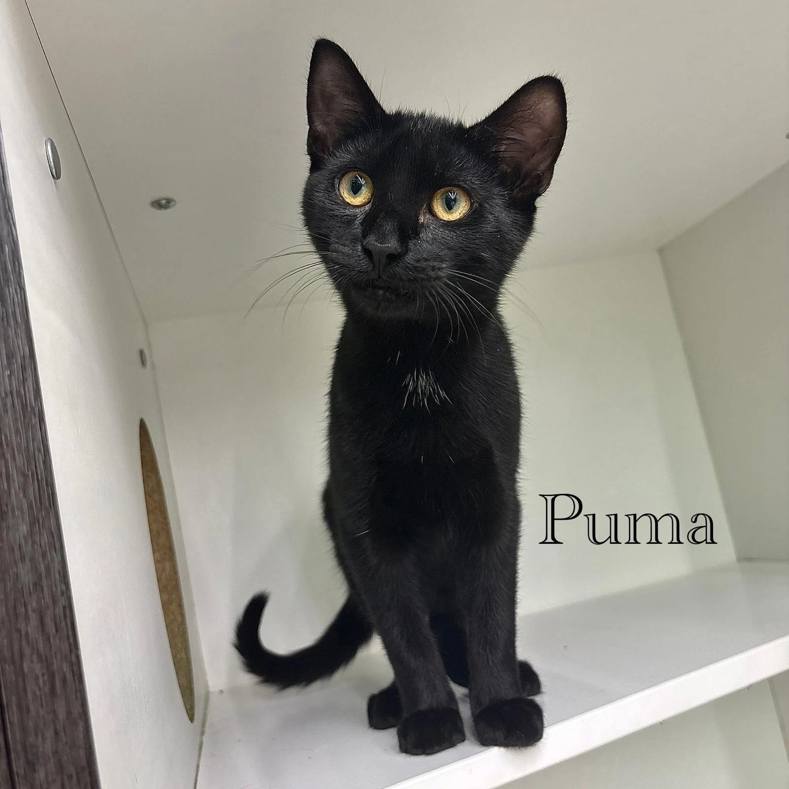 Puma