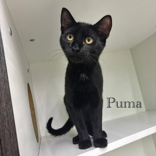 Puma, a cat for adoption from Rescue Ridge