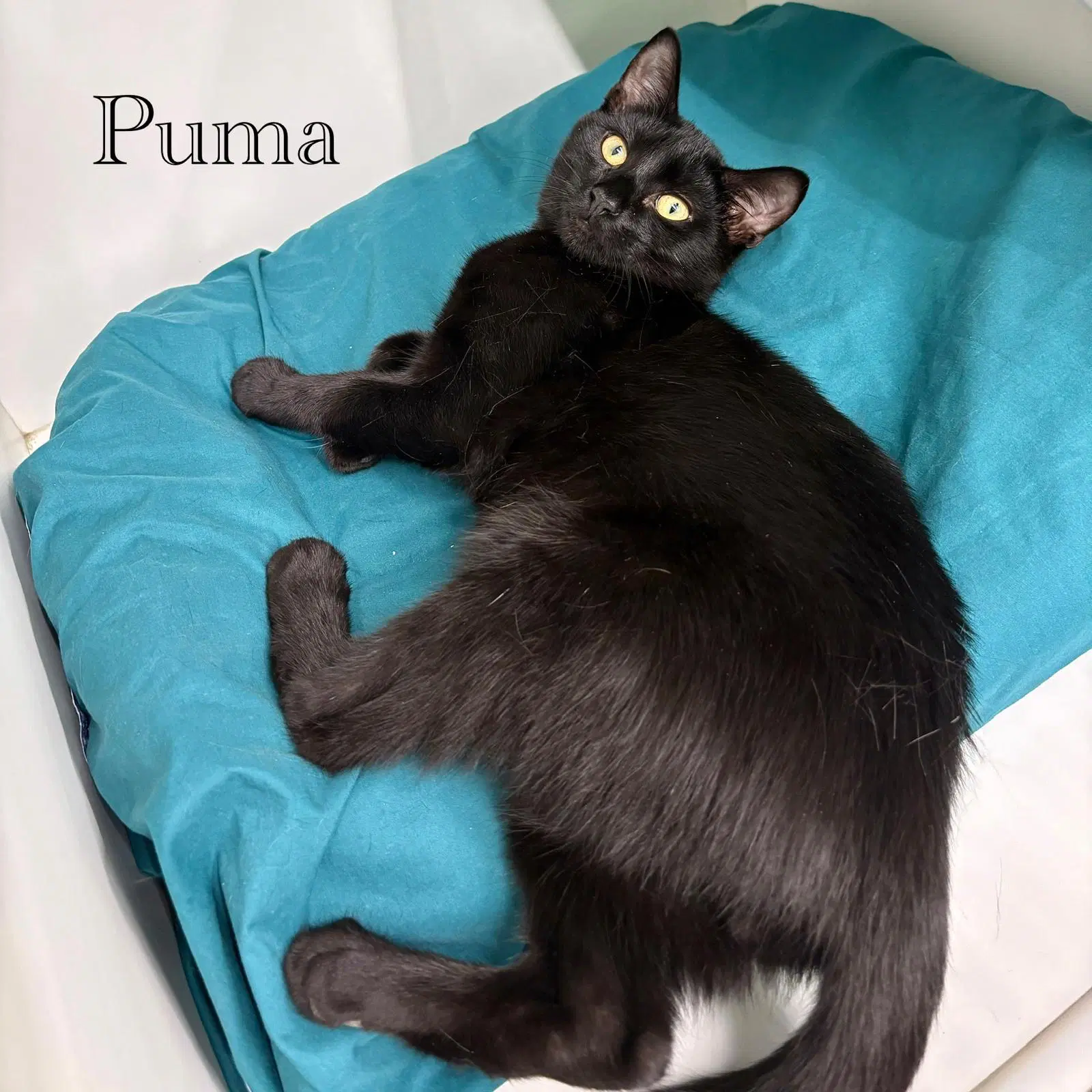 Puma image 2