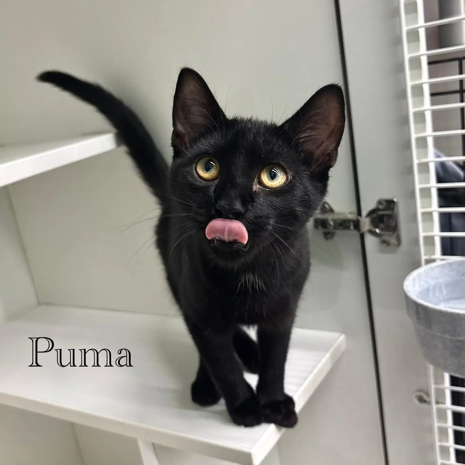 Puma image 4
