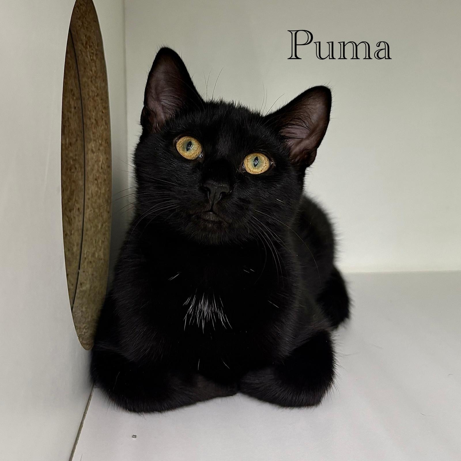 Puma, photo 5