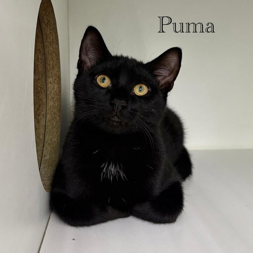 Photo 5 of Puma