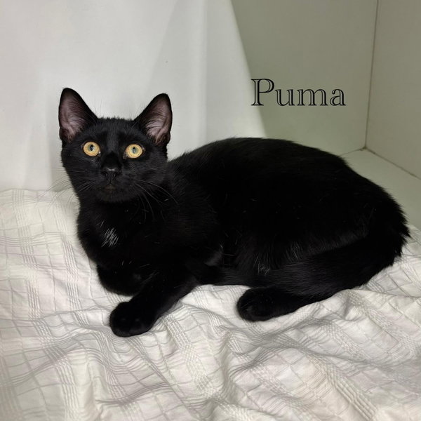 Puma