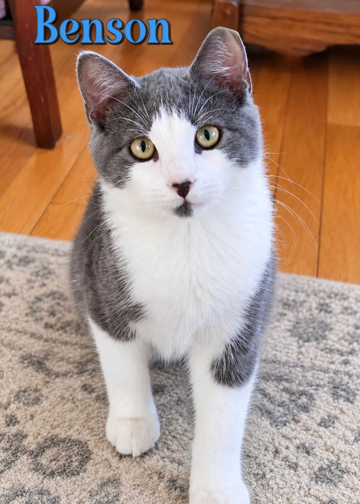 Benson - Domestic Short Hair