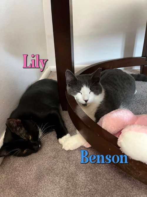 Photo 5 of Lily