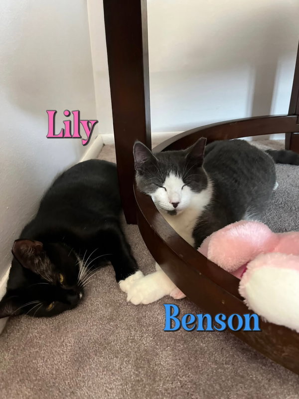 Lily