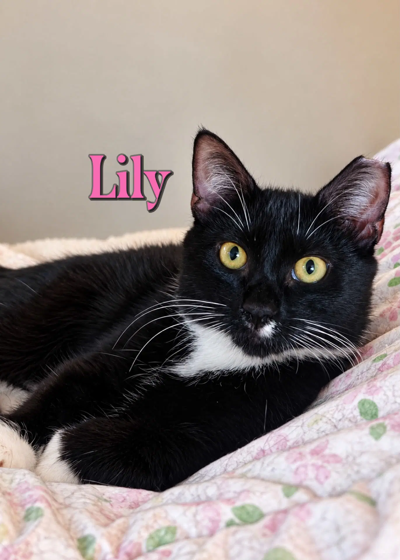 Lily - Domestic Short Hair