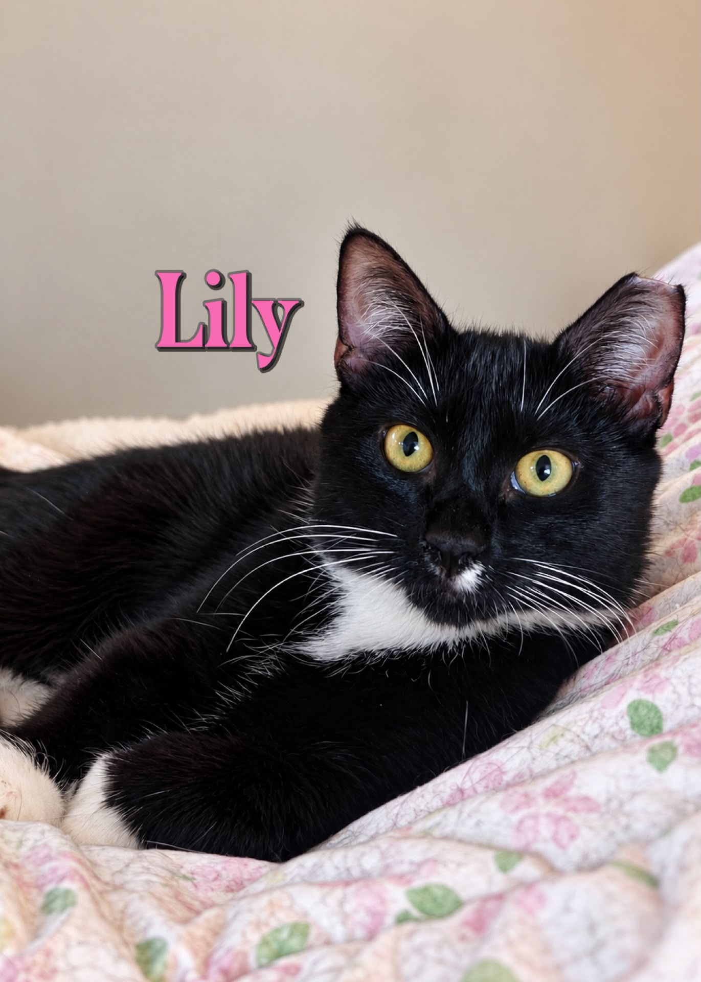 Lily