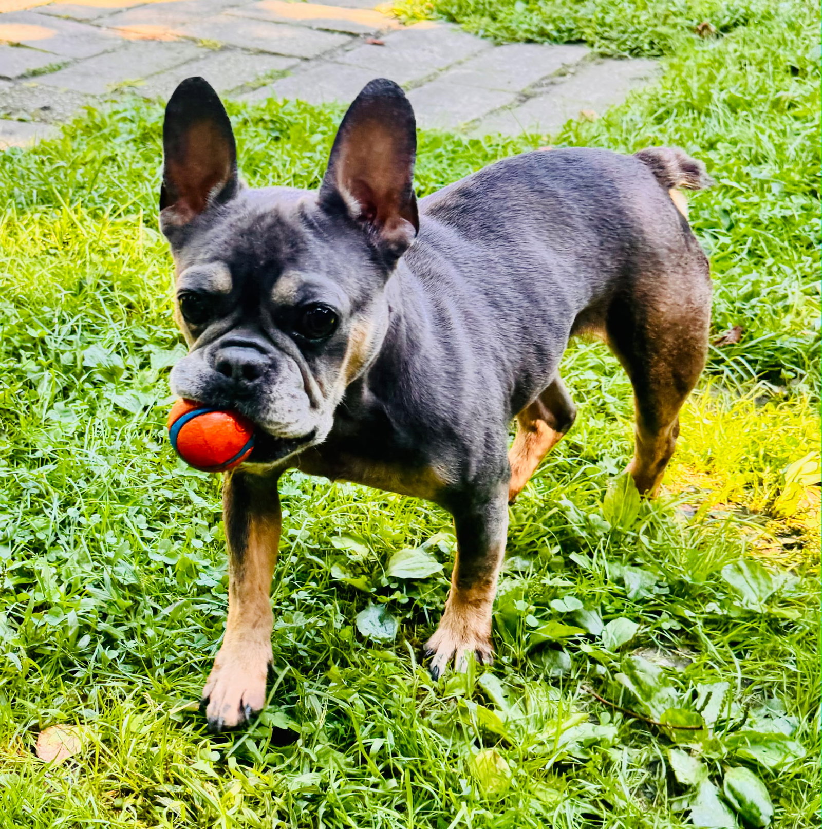 Gracie