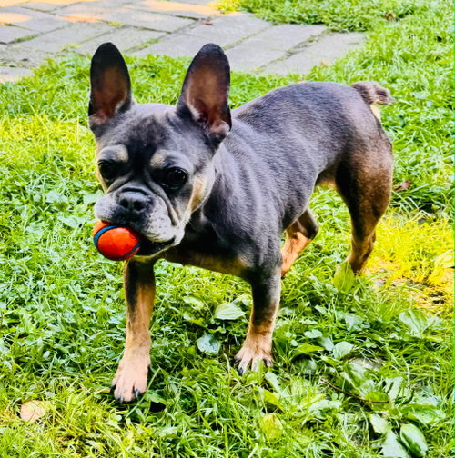 picture of the dog needing adoption