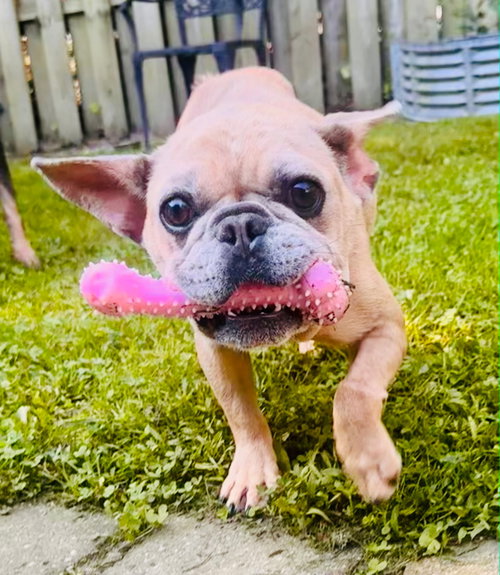 picture of the dog needing adoption