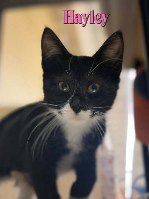 Hayley, a cat for adoption from Rescue Ridge