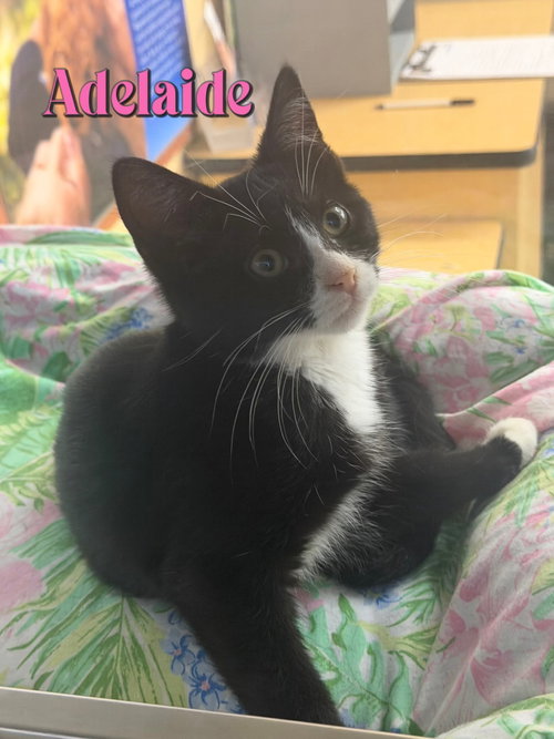 Adelaide, a cat for adoption from Rescue Ridge