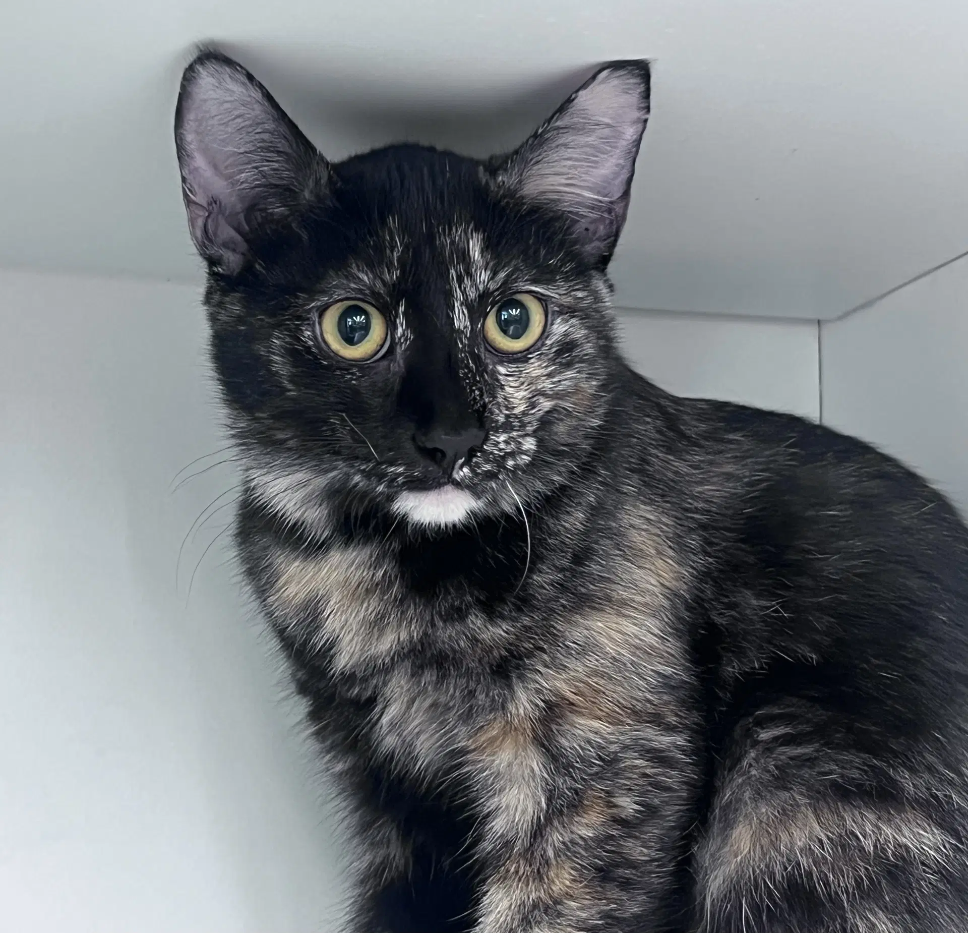 Tessa - Tortoiseshell