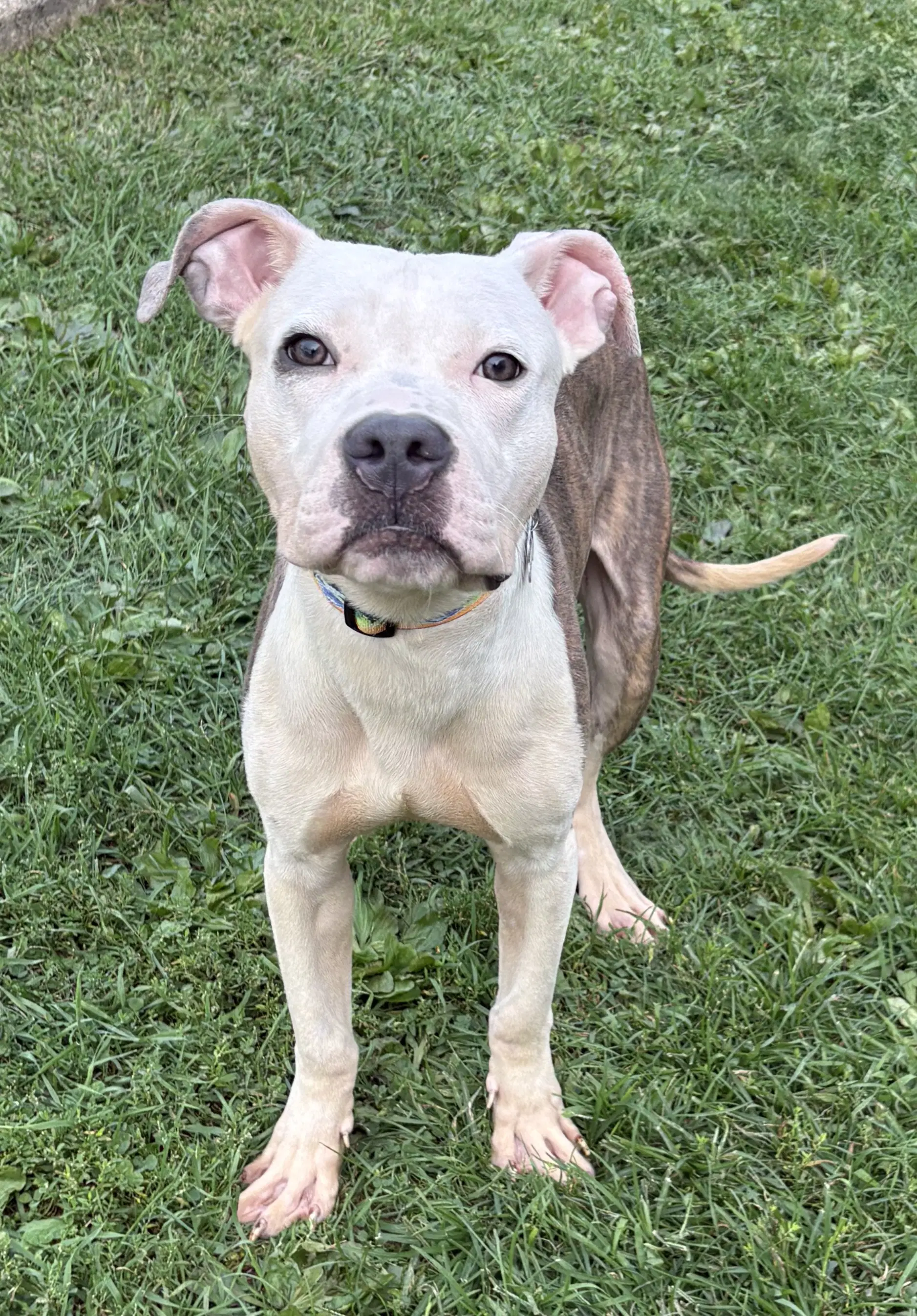Auggie - American Pit Bull Terrier