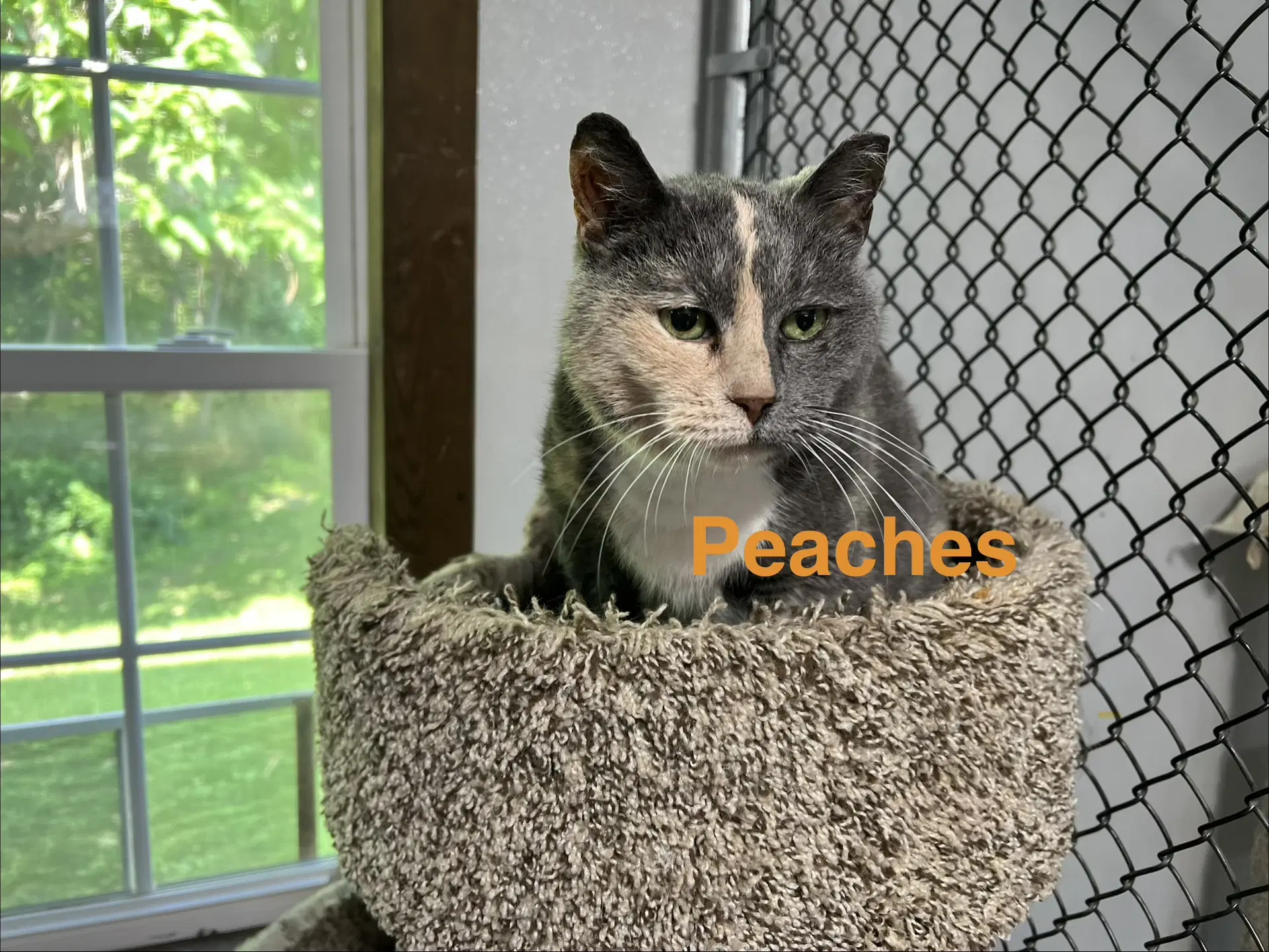 Peaches image 1