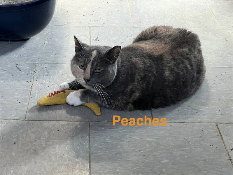 Peaches, photo 2