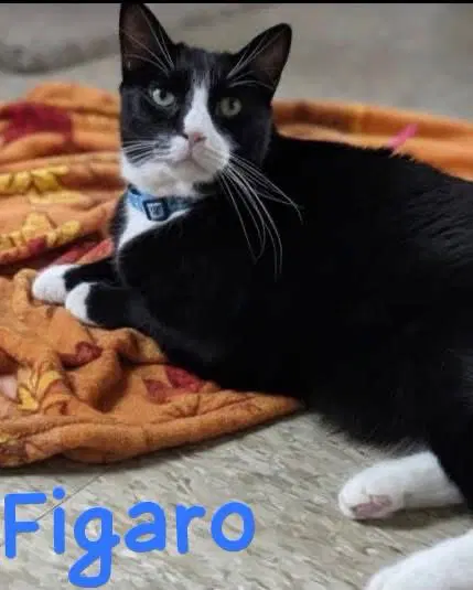 Figaro - Tuxedo