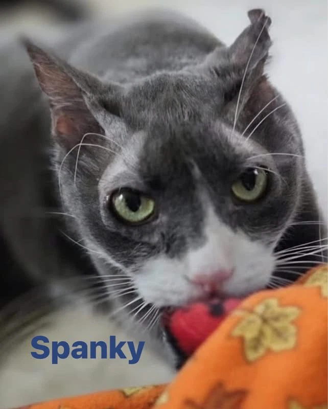 Spanky