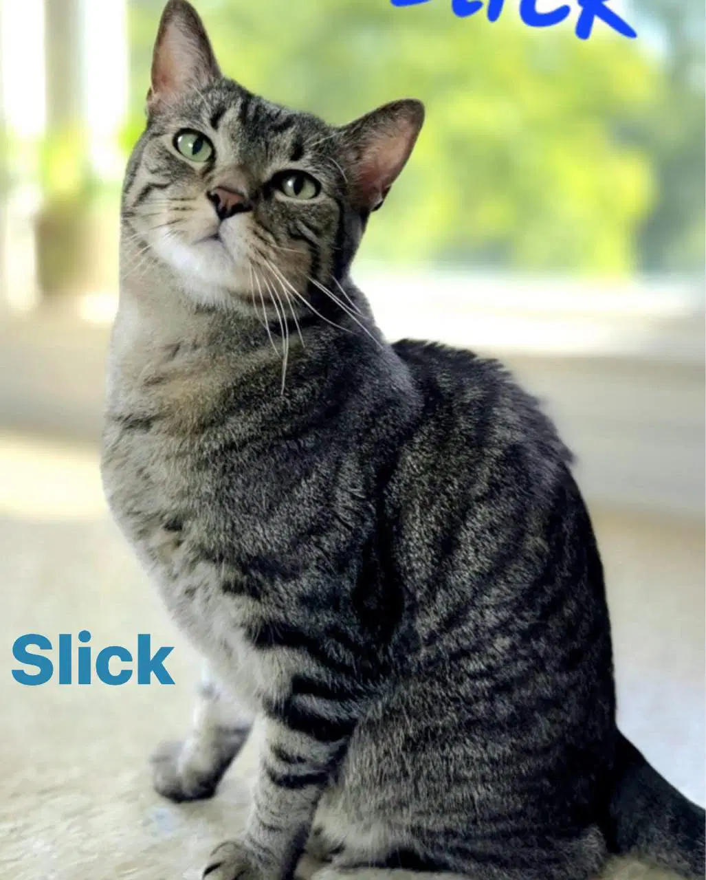 Slick - Domestic Short Hair