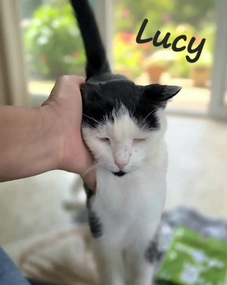 Lucy - Domestic Short Hair