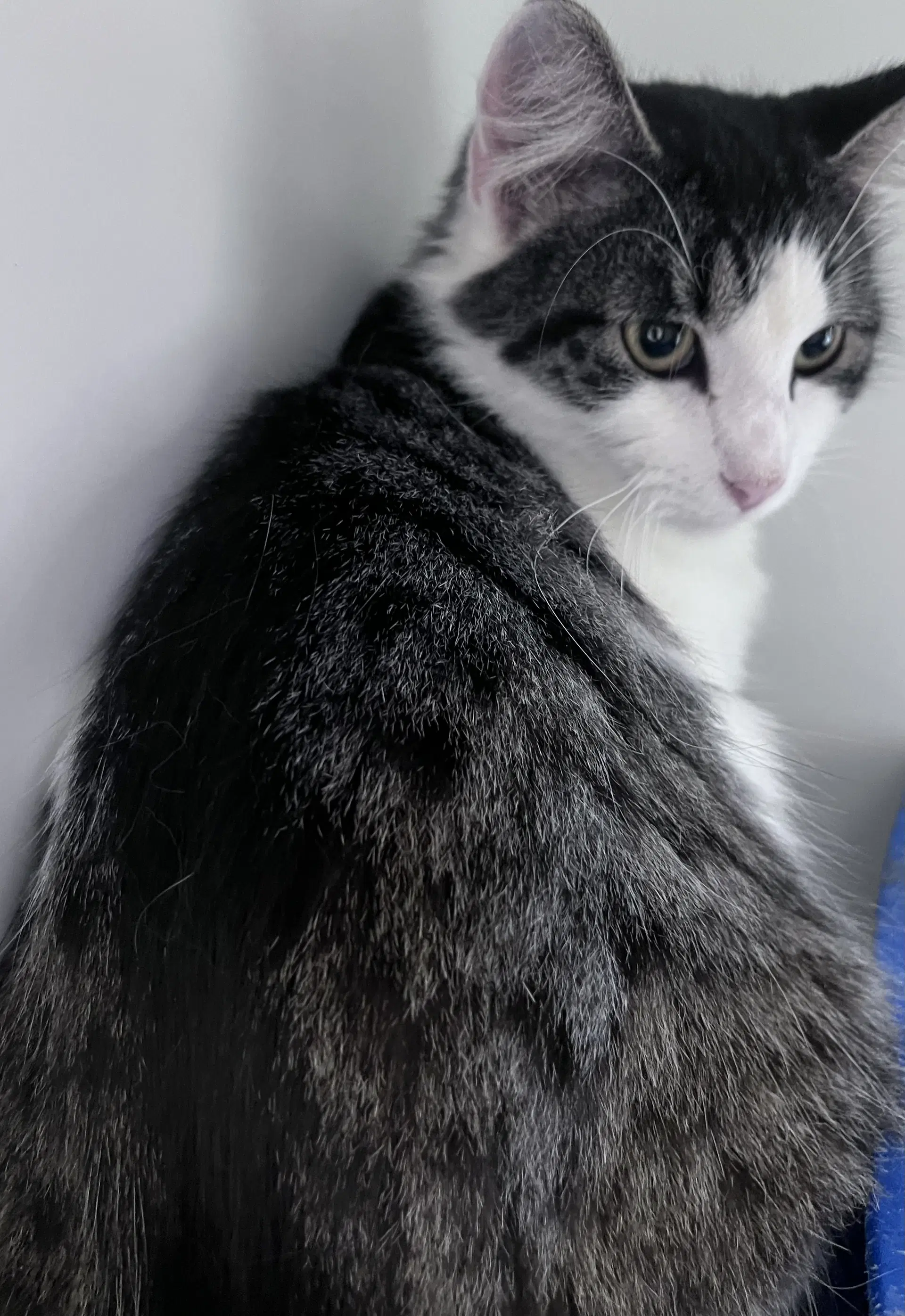 Ollie image 2