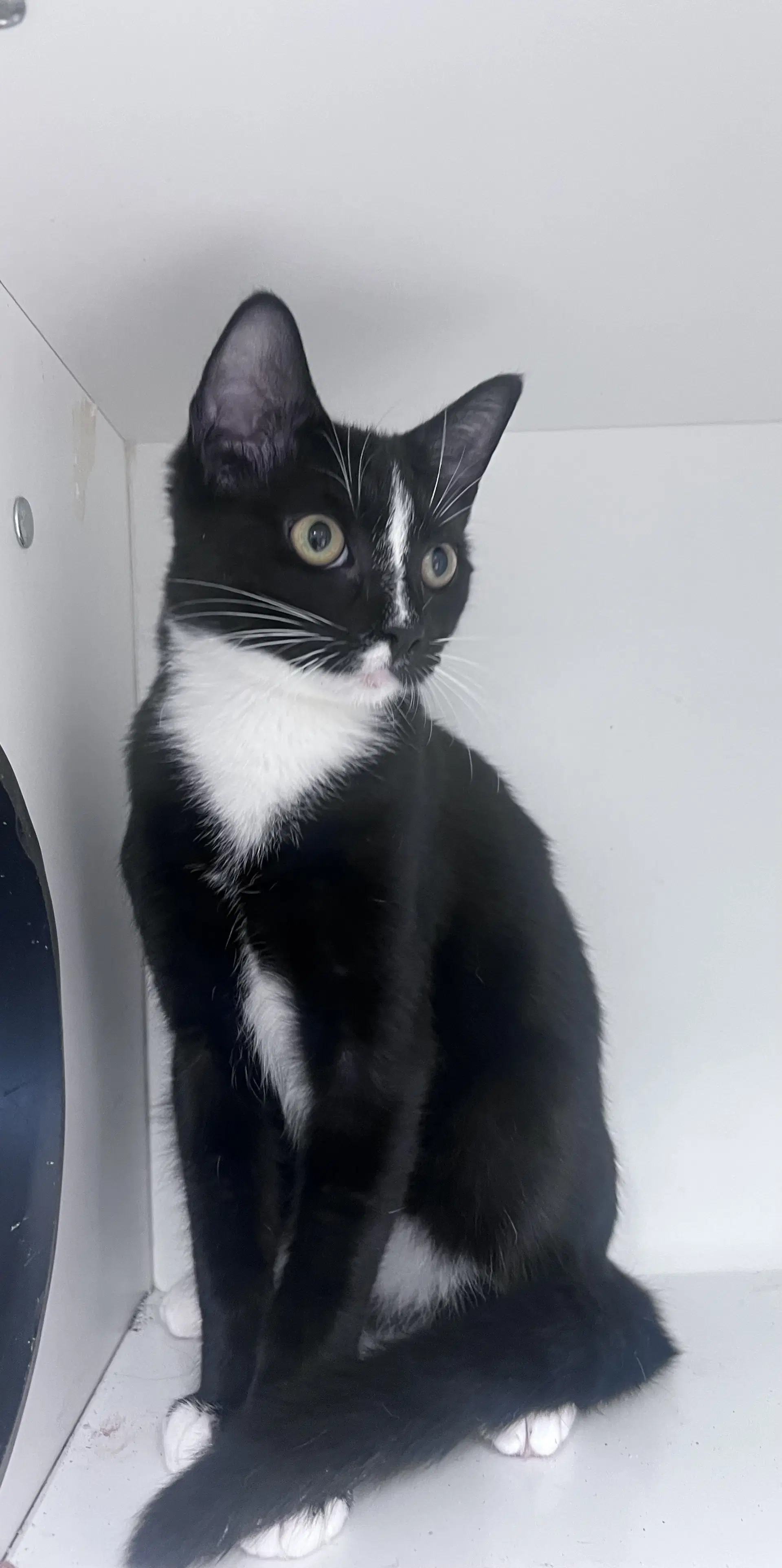 Jasper - Domestic Short Hair